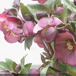 Load image into Gallery viewer, Lenten Rose, Frostkiss Penny&#39;s Pink #1