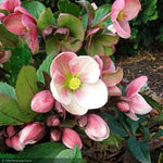 Load image into Gallery viewer, Lenten Rose, Pink Frost #1
