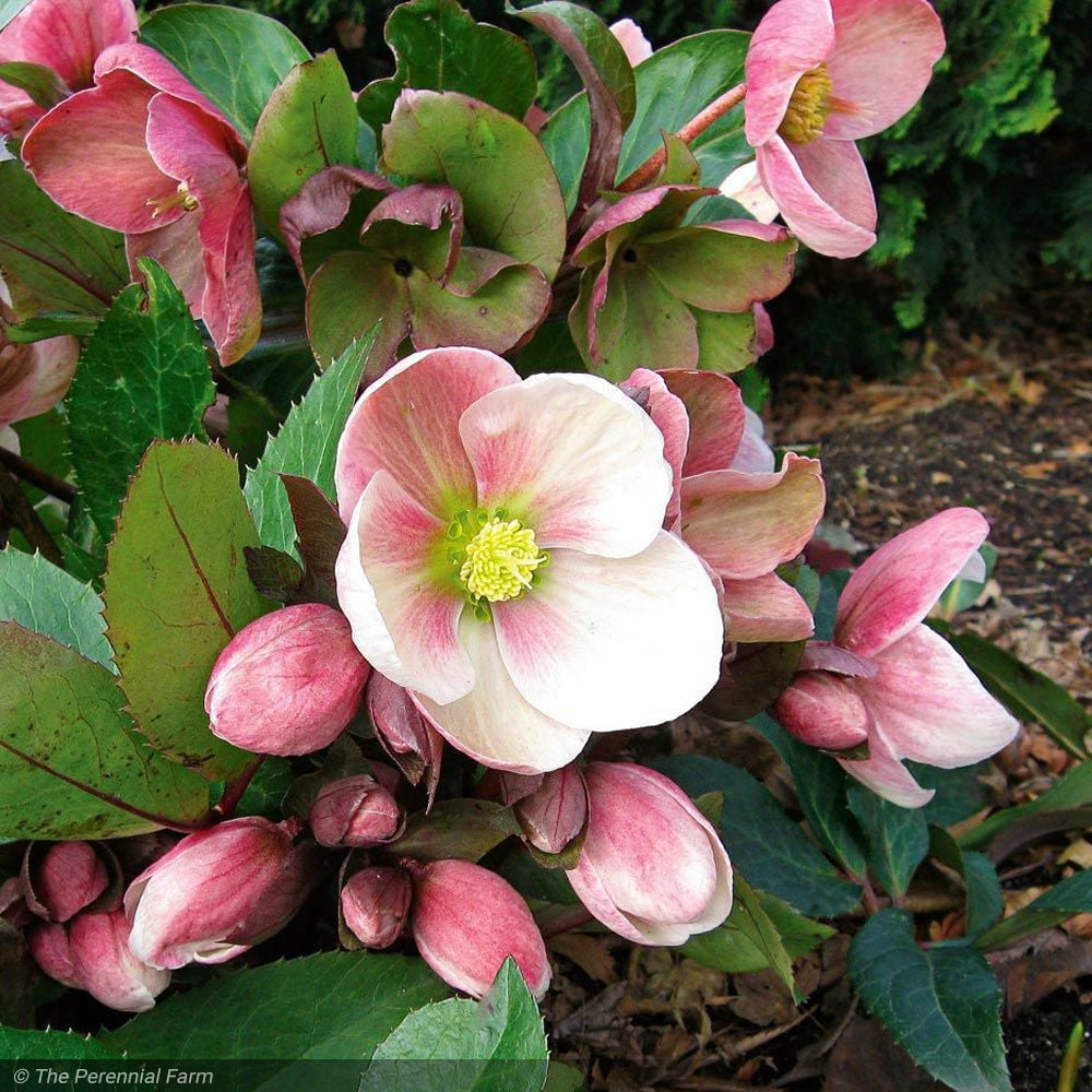 Lenten Rose, Pink Frost #1