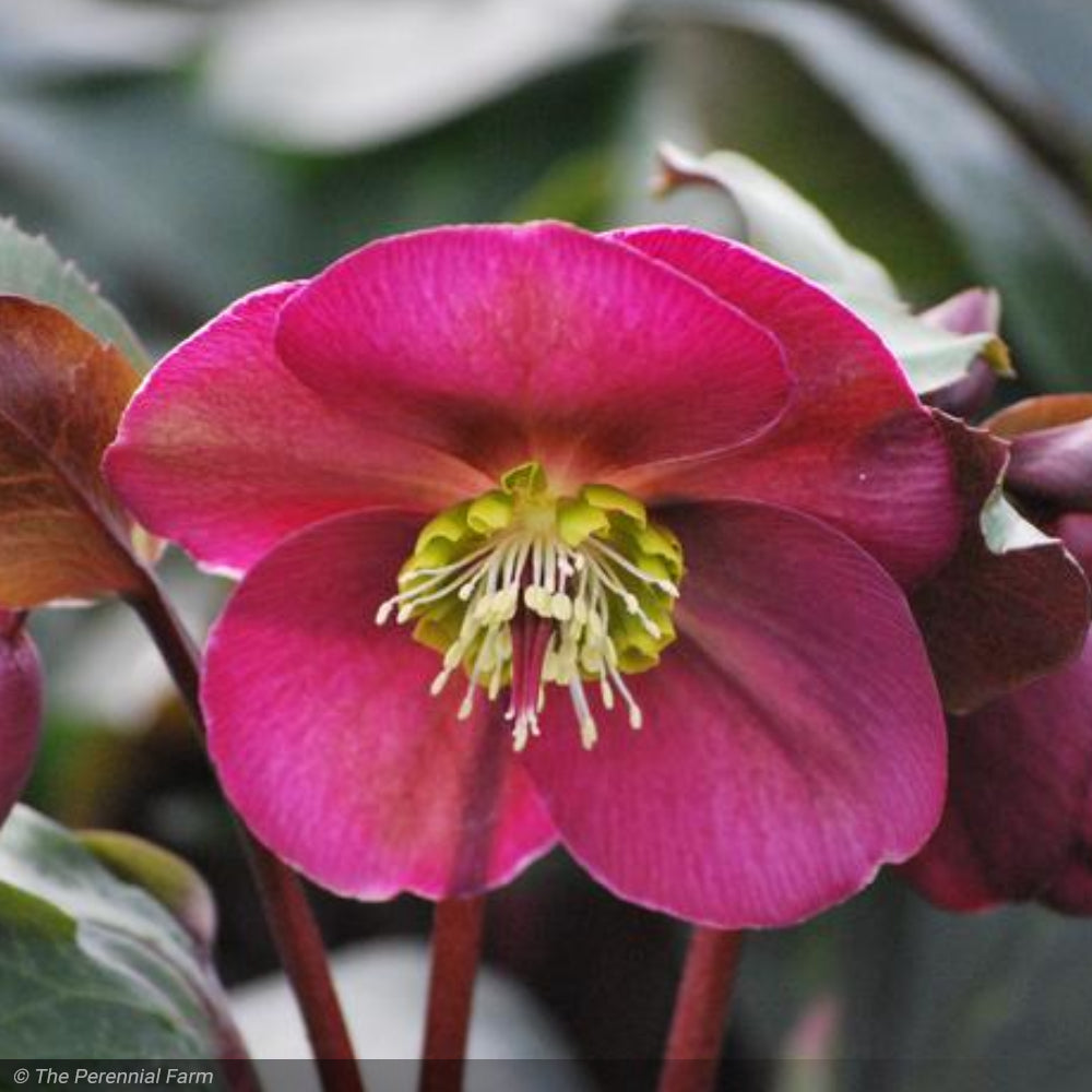 Lenten Rose, Frostkiss Anna's Red 1 Greenwood Creek Nursery