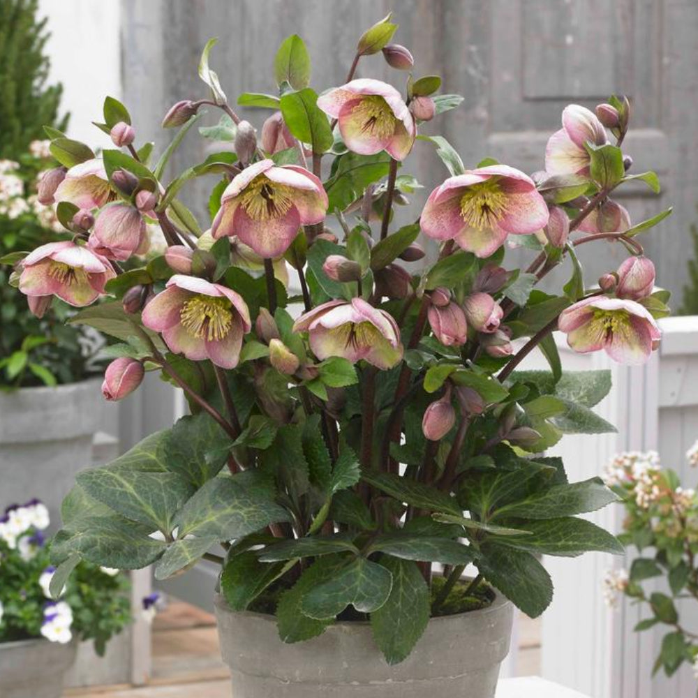 Lenten Rose, Frostkiss Bayli's Blush 1 – Greenwood Creek Nursery