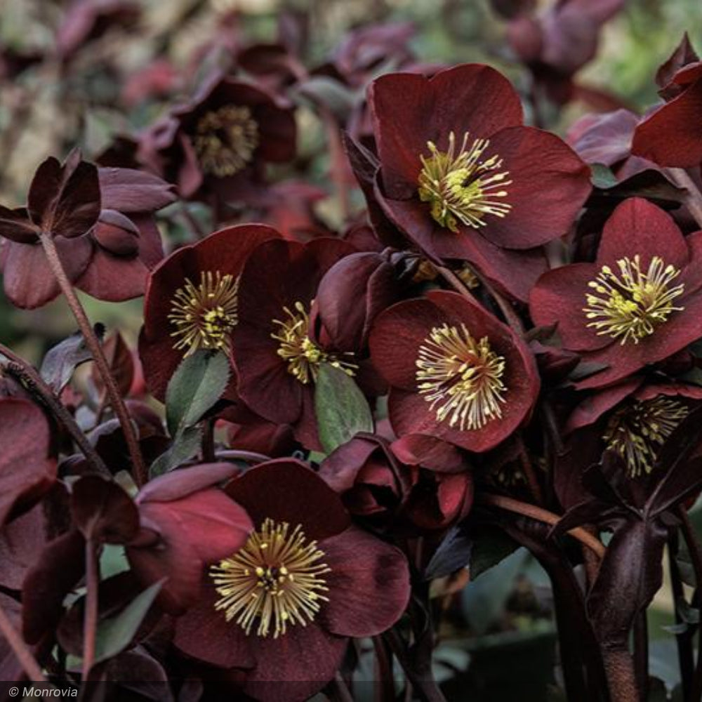 Lenten Rose, Ice N' Roses Merlot #1