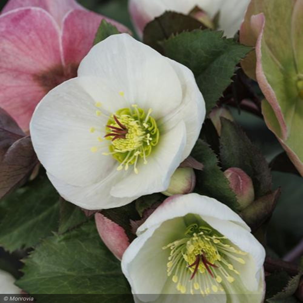 Lenten Rose, Ice N' Roses Bianco #1