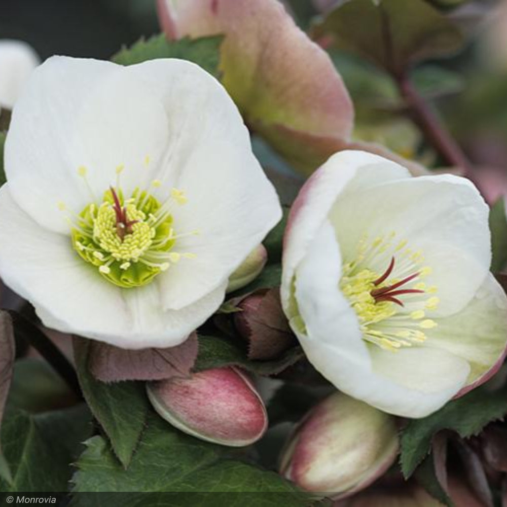 Lenten Rose, Ice N' Roses Bianco #1