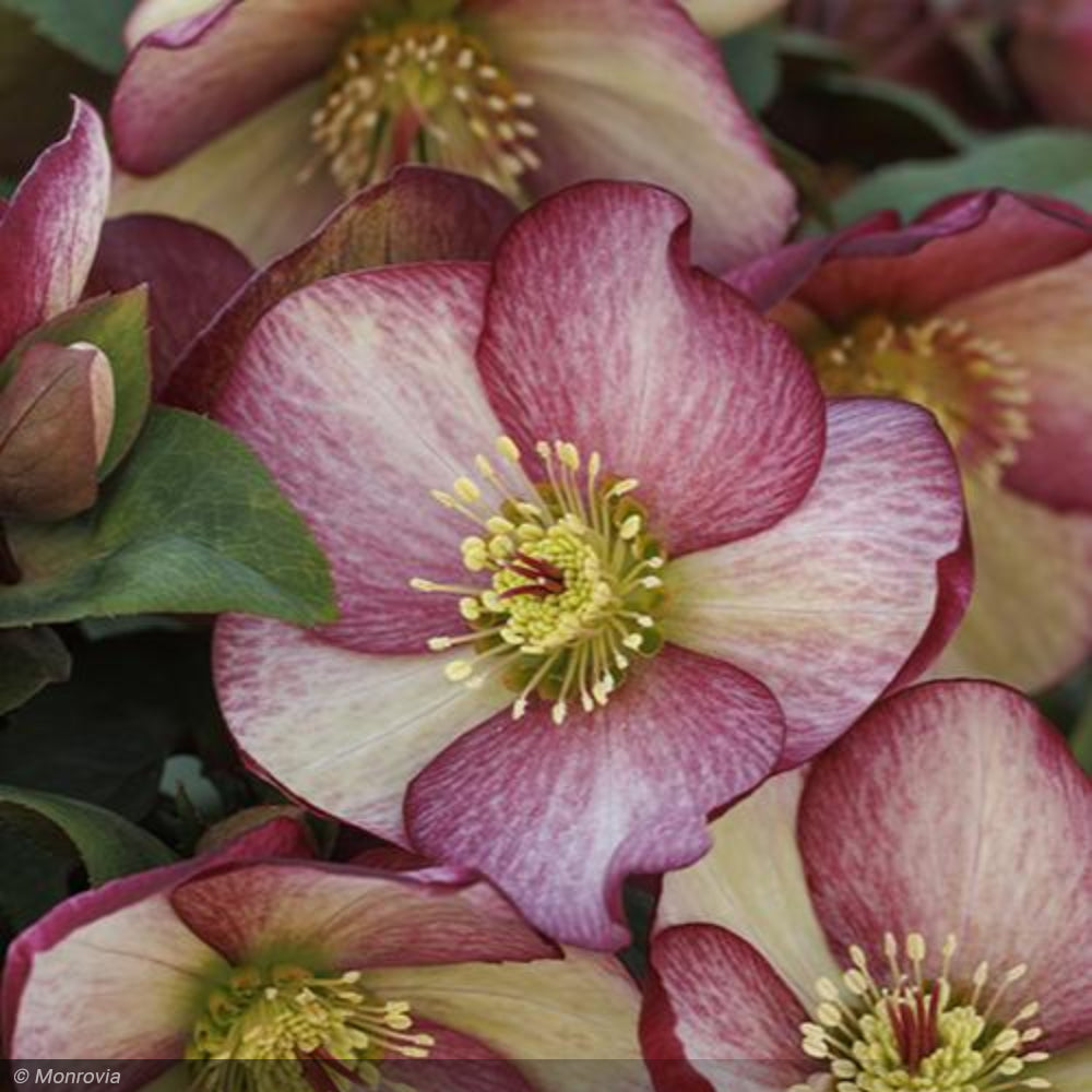 Lenten Rose, Ice N' Roses Rosado #1