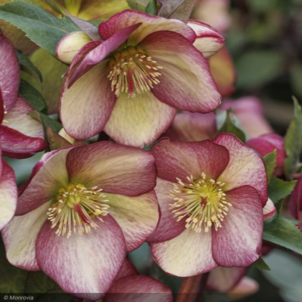 Lenten Rose, Ice N' Roses Rosado #1