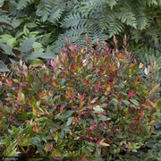 Leucothoe, Little Flames #2