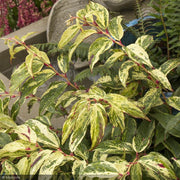 Leucothoe, Rainbow #3