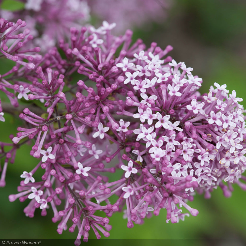 Lilac, Bloomerang Purple #3