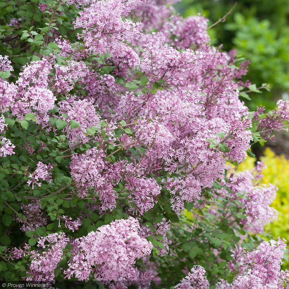 Lilac, Bloomerang Purple #3