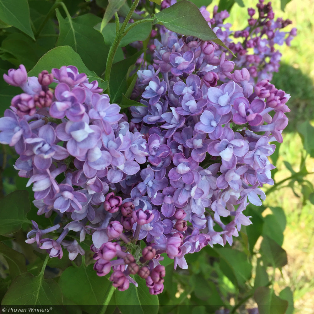 Lilac, Scentara Double Blue #3