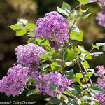 Load image into Gallery viewer, Lilac, Bloomerang Dwarf Purple #10 PT
