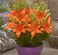 Asiatic Lily, Fantasiatic Orange #1