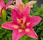 Load image into Gallery viewer, Asiatic Lily, Fantasiatic Pink #1