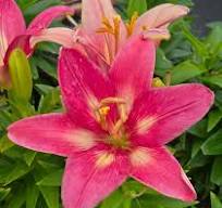Asiatic Lily, Fantasiatic Pink #1