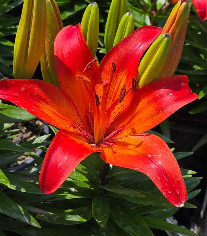 Asiatic Lily, Fantasiatic Red #1