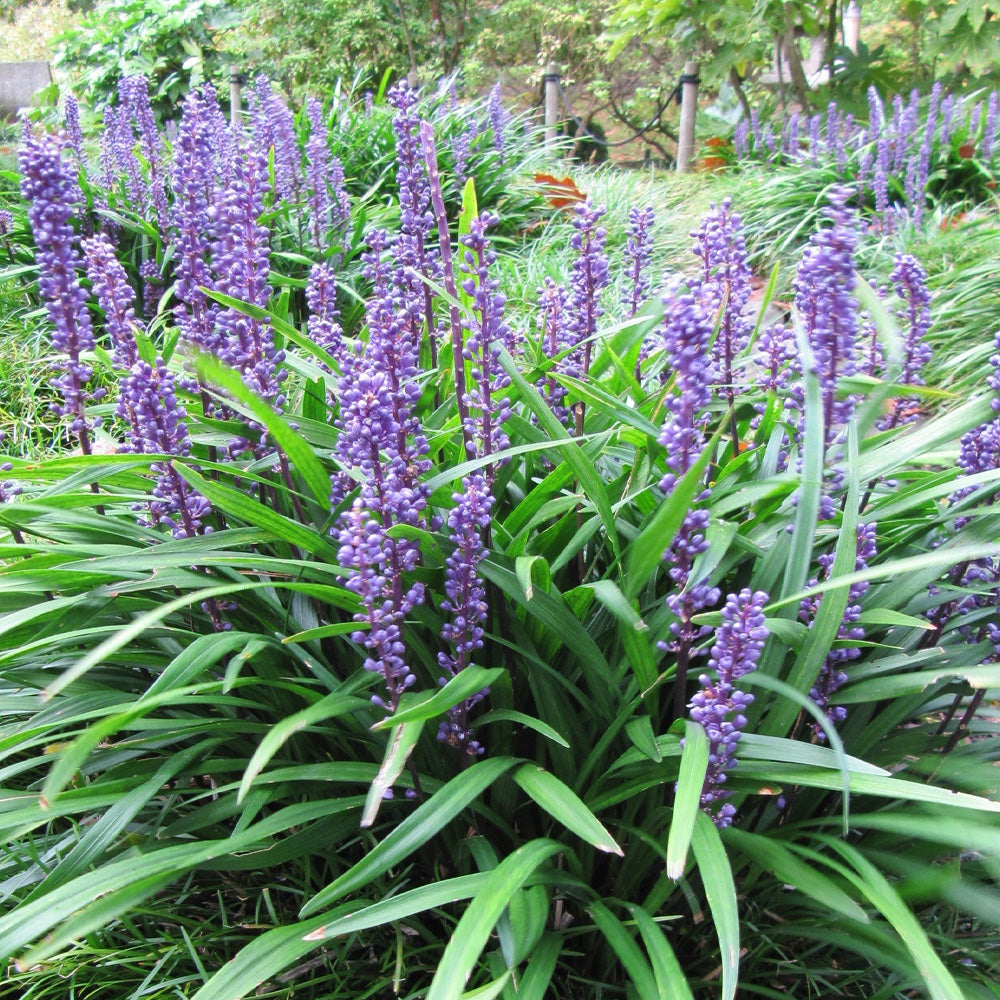 Liriope, Big Blue 4"