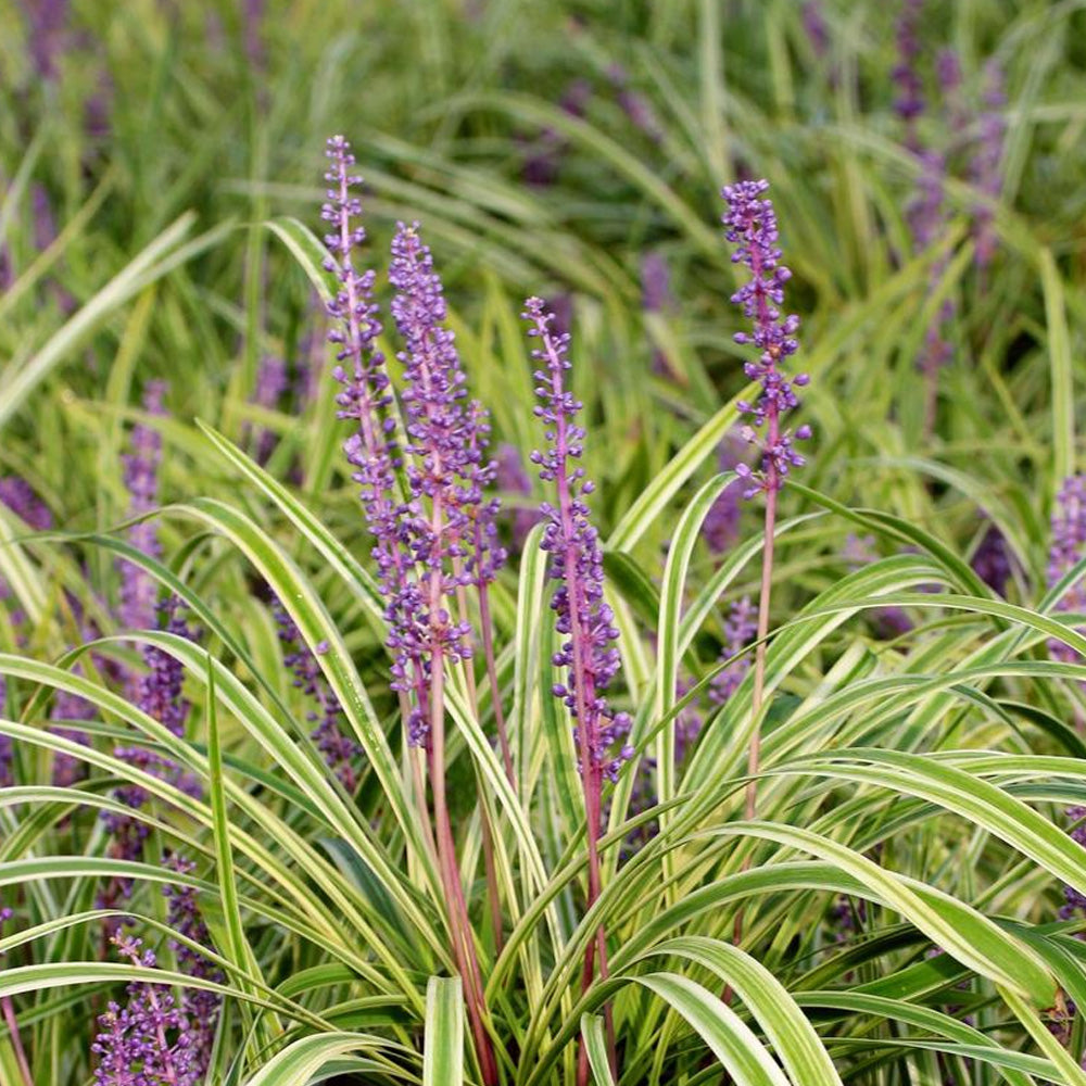 Liriope, Variegata 4"