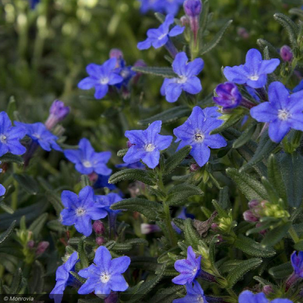 Lithodora, Grace Ward #1