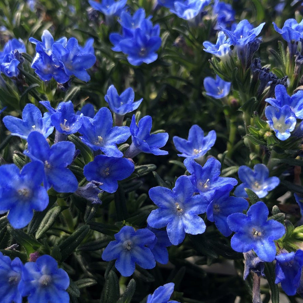 Lithodora, Sky Blue Qt