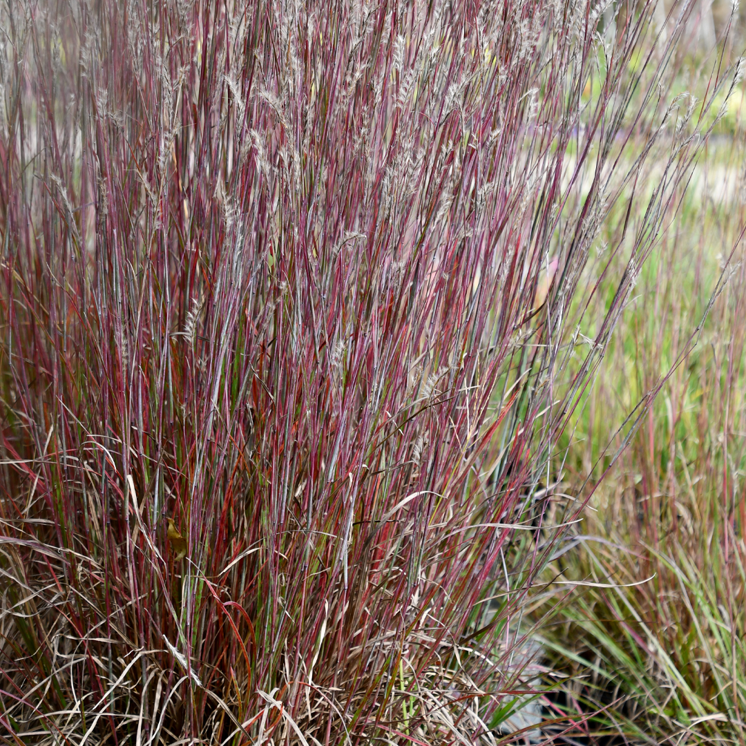 Little Bluestem Grass, Little Red Fox #1