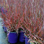 Load image into Gallery viewer, Little Bluestem Grass, Little Red Fox #1
