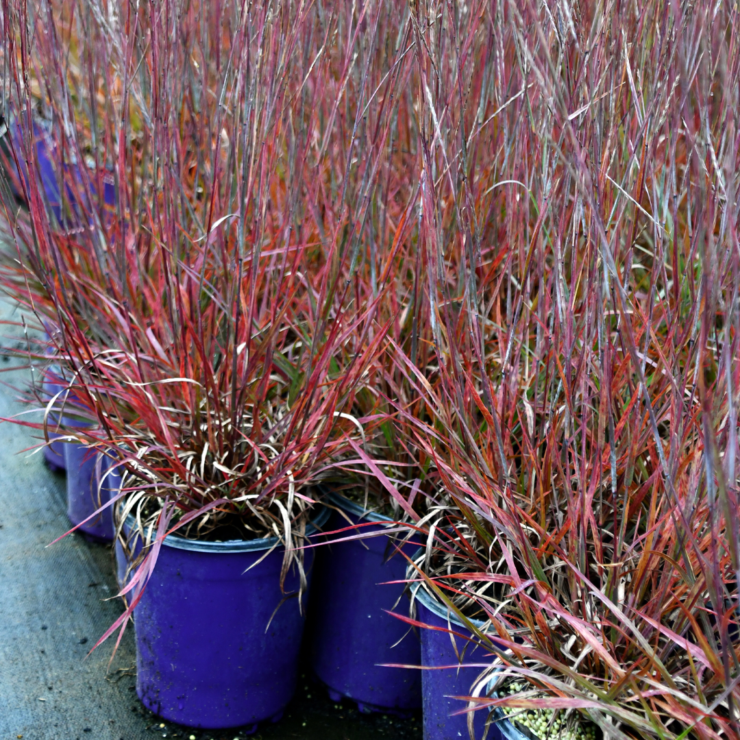 Little Bluestem Grass, Little Red Fox #1