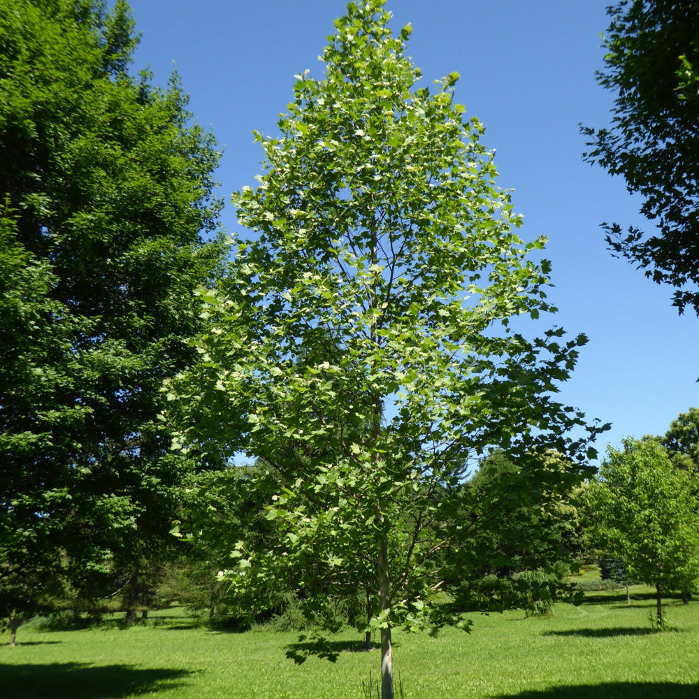 London Planetree, Exclamation #15