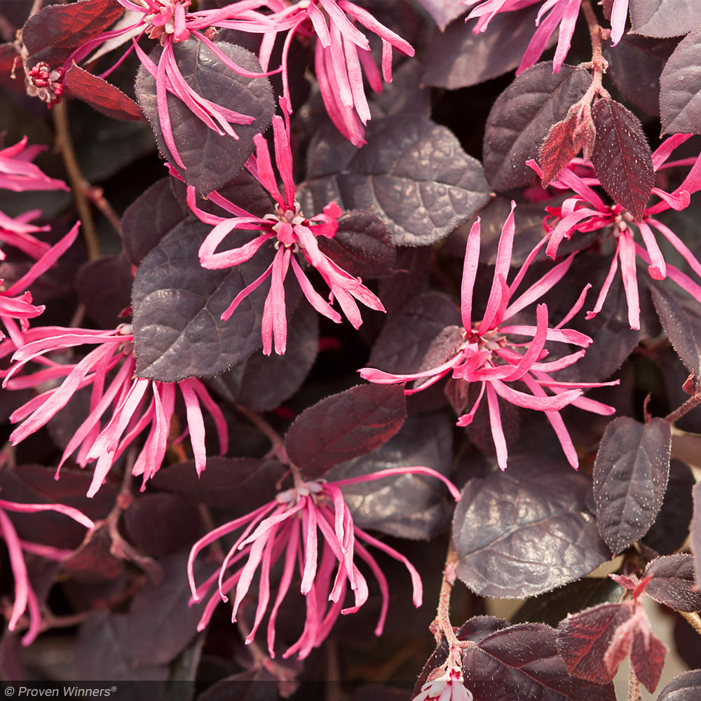 Loropetalum, Jazz Hands Pink #3