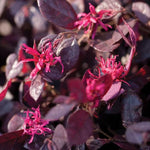 Load image into Gallery viewer, Loropetalum, Purple Diamond #3
