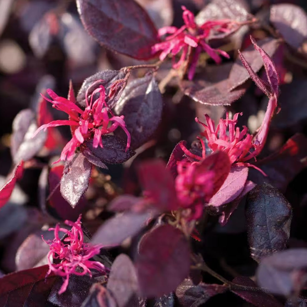 Loropetalum, Purple Diamond #3