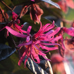 Load image into Gallery viewer, Loropetalum, Ruby #3
