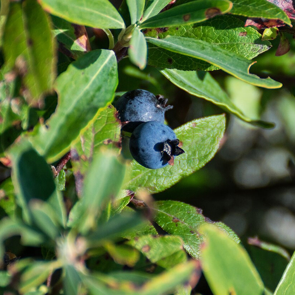 Blueberry, Low Bush #3