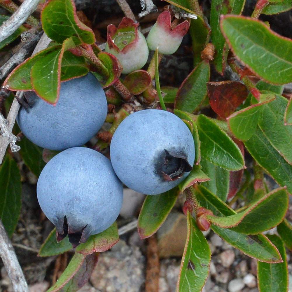 Blueberry, Low Bush #3