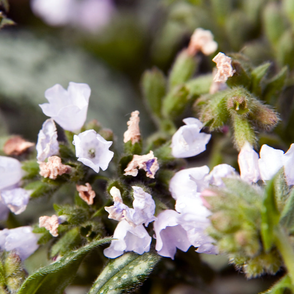 Lungwort, Opal #1