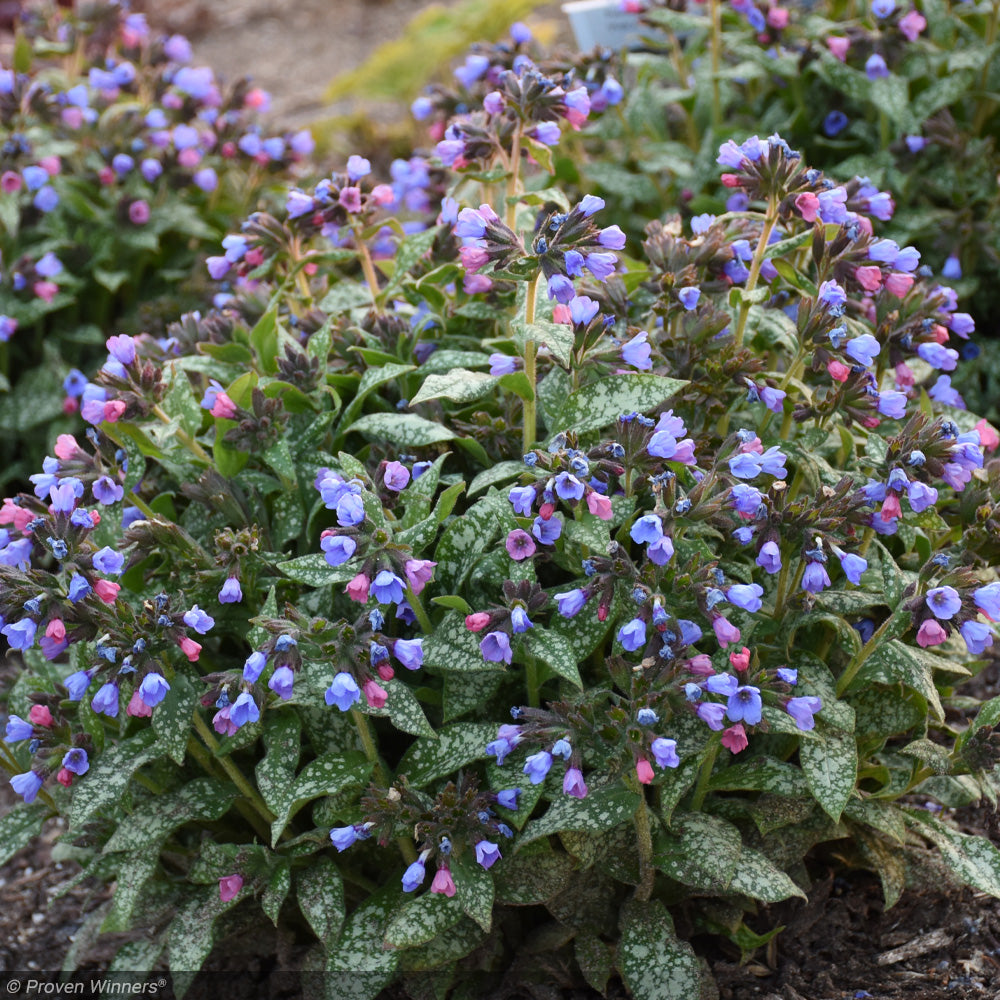 Lungwort, Pink-a-Blue #1