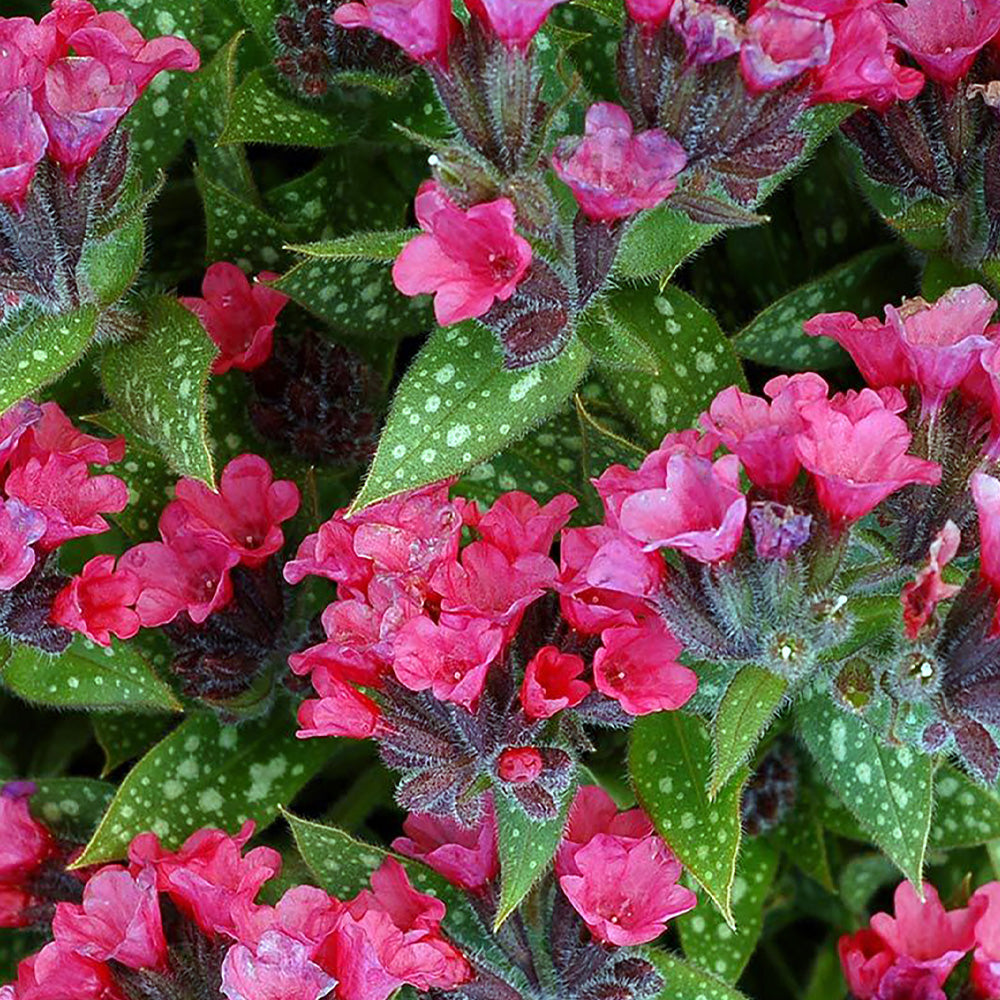 Lungwort, Shrimps on the Barbie