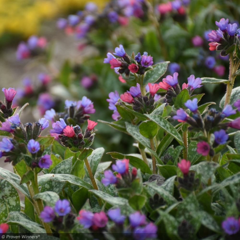 Lungwort, Spot On #1