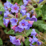 Load image into Gallery viewer, Lungwort, Trevi Fountain #1