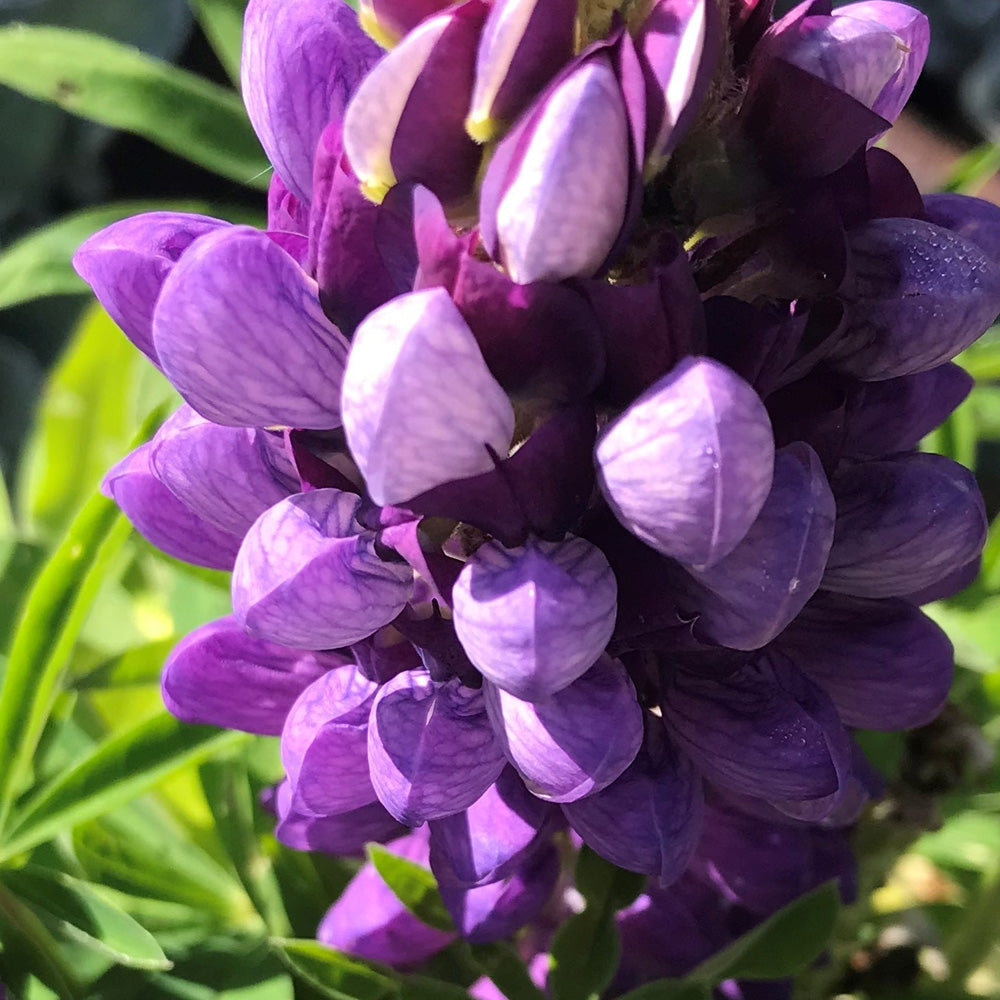 Lupine, Staircase Blue #1