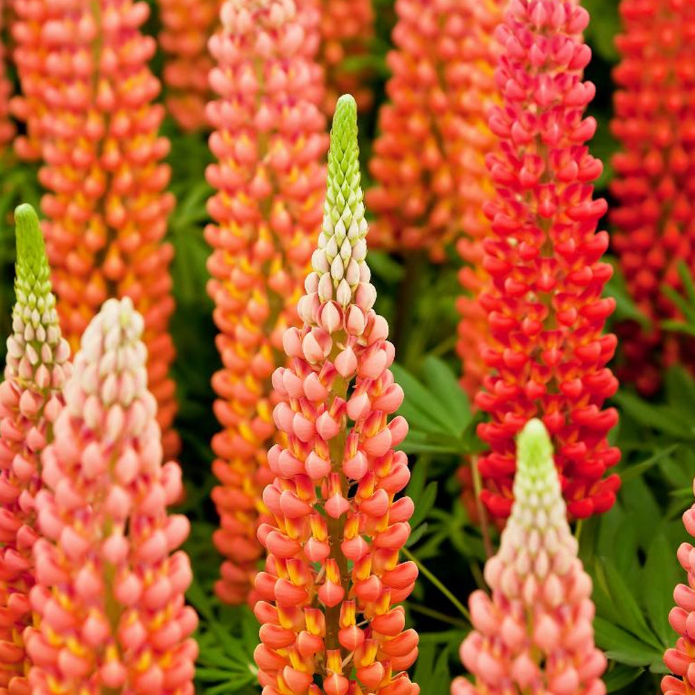 Lupine, Staircase Orange #1