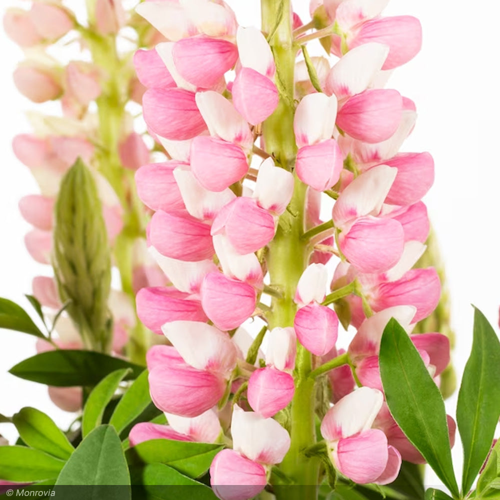 Lupine, Staircase Rose/White #1