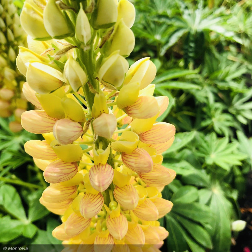 Lupine, Staircase Yellow #1