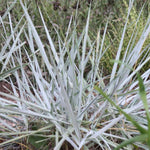 Load image into Gallery viewer, Lyme Grass, Blue Dune #1
