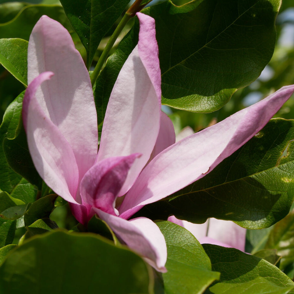 Magnolia, Betty #10