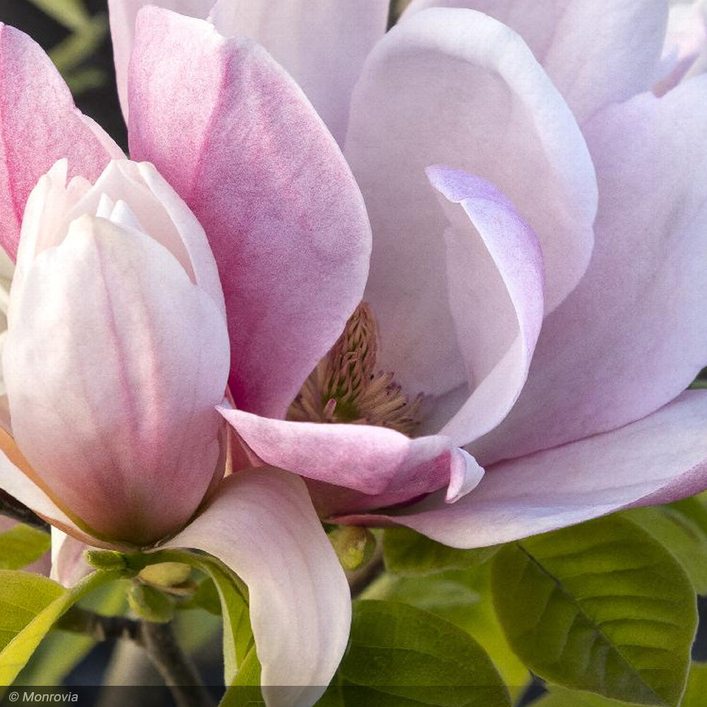 Magnolia, Rose Marie #5