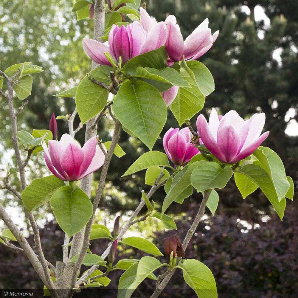 Magnolia, Rose Marie #5