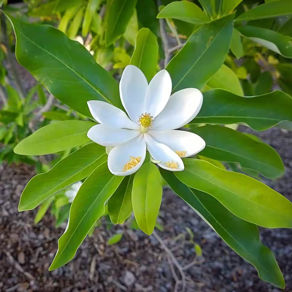 Magnolia, Sweet Bay #7