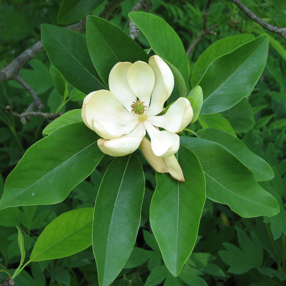 Magnolia, Sweet Bay Australis #15