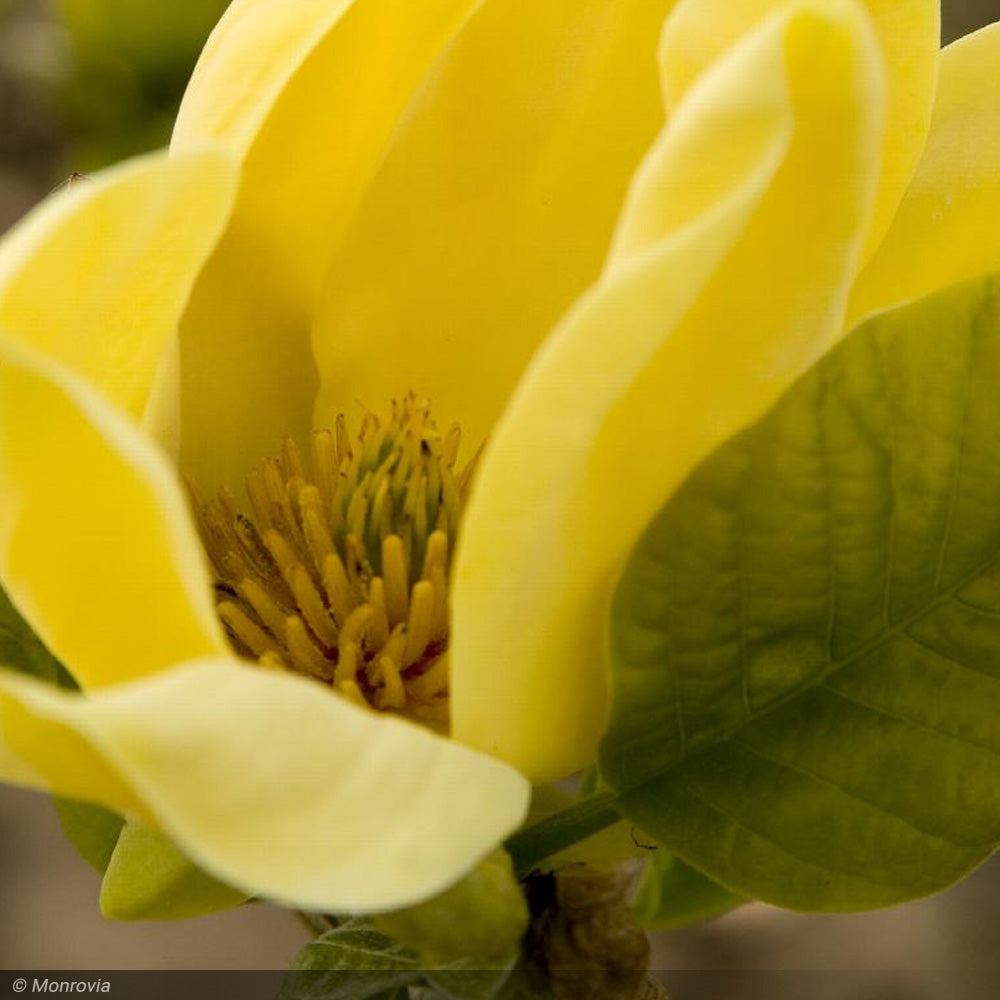 Magnolia, Yellow Bird #5